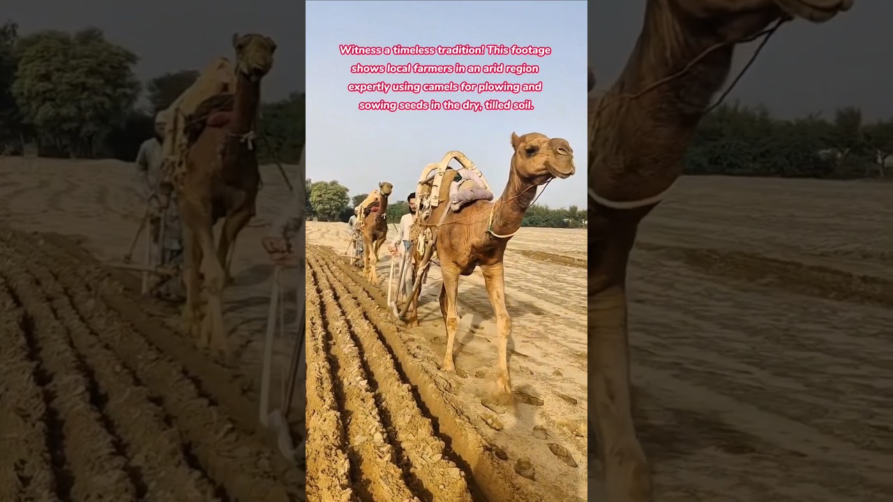 Ancient Farming Power: Camels Plowing and Sowing Seeds in the Arid Desert 