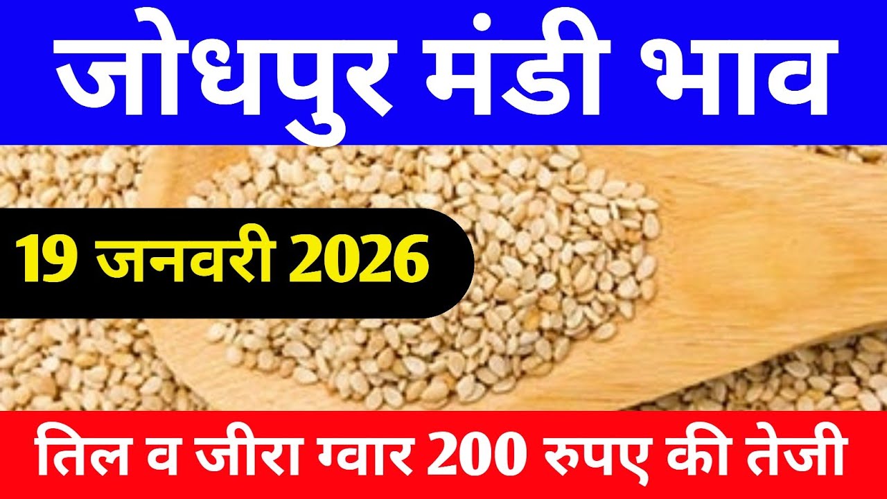 19 जनवरी 2026 तिल व जीरा ग्वार 200 रुपए की तेजी,आज के ताजा मंडी भाव, Jodhapur mandi ka bhav,#jodhpur