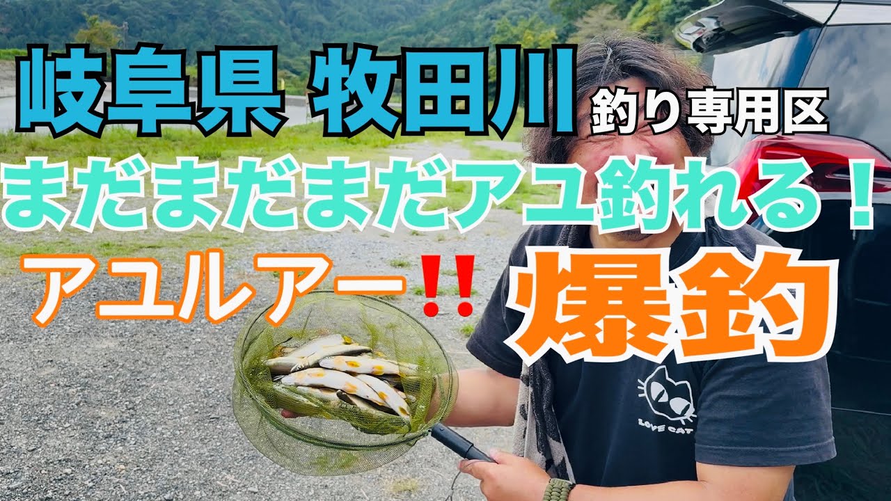 【アユイング】超簡単アユルアー！牧田川で大爆釣