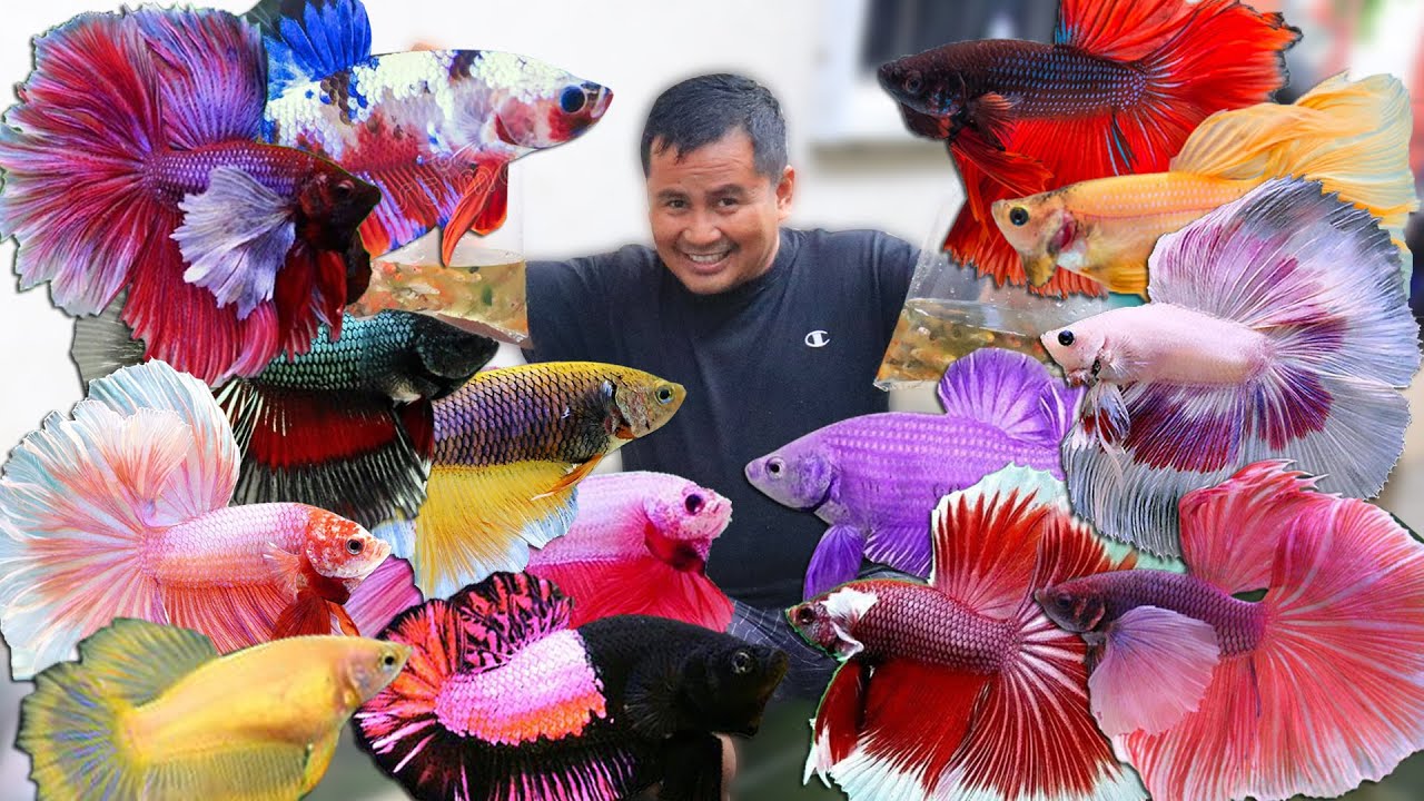 BETTA FISH FARMING│ with No filter , cheap materials, no oxygen & Cheap materials