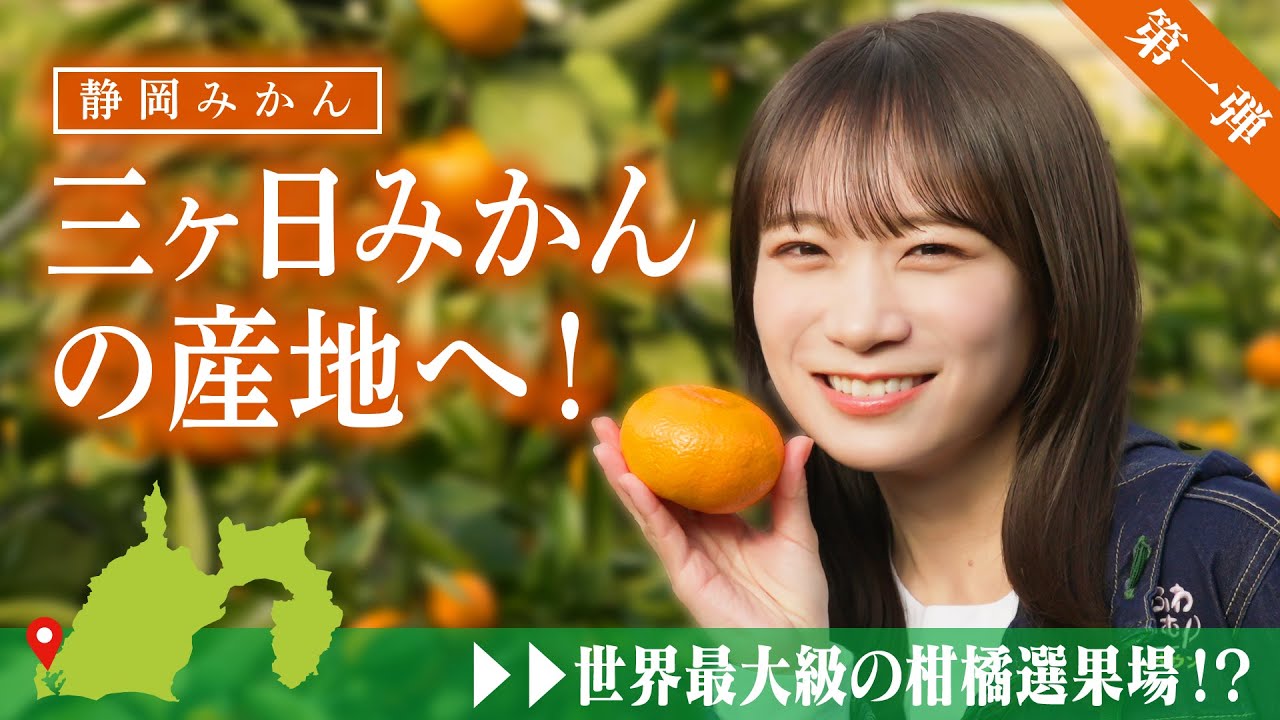 秋元真夏が静岡県へ！静岡みかん「三ヶ日みかん」を収穫体験！世界最大級の柑橘選果場も見学！【第一弾】