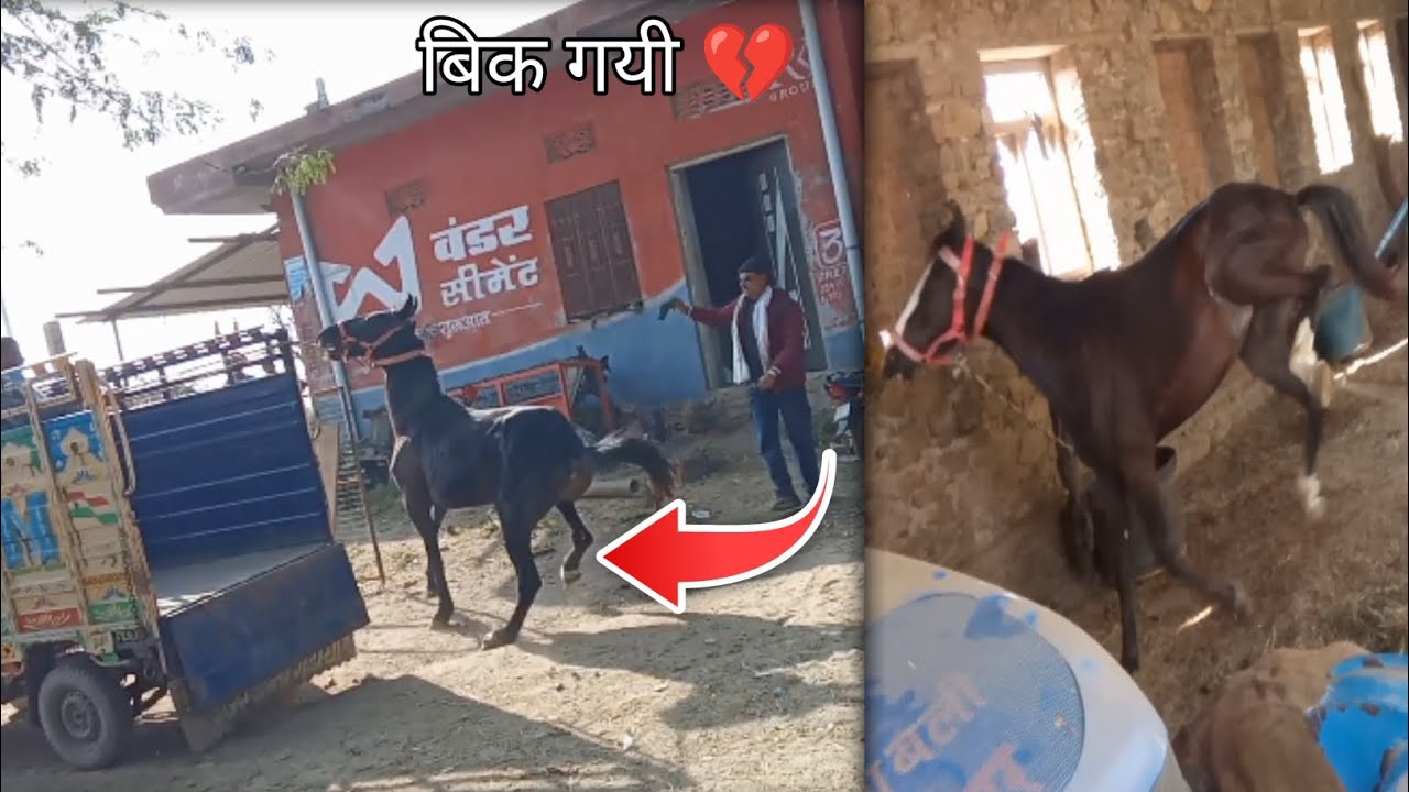 Ajj ghodi bick gayi aur ghodi ke jane ke bade bahare ke halat kharab 💔