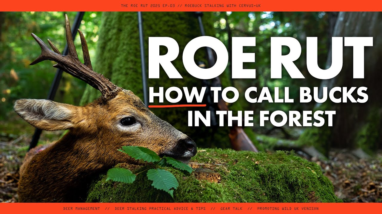 HOW To Call Roebucks In The Forest | Roe Rut 2025
