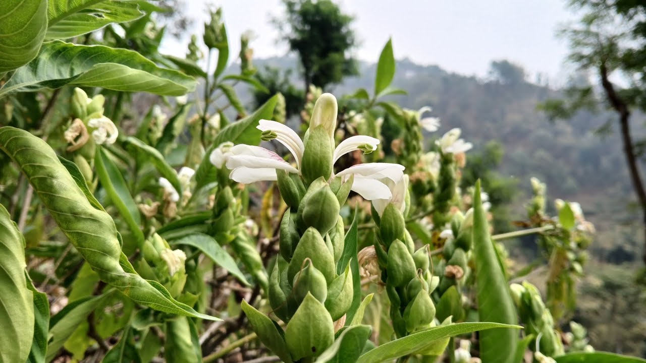 असुराको season सुरु भयो  है कति जनालाई मन पर्छ 