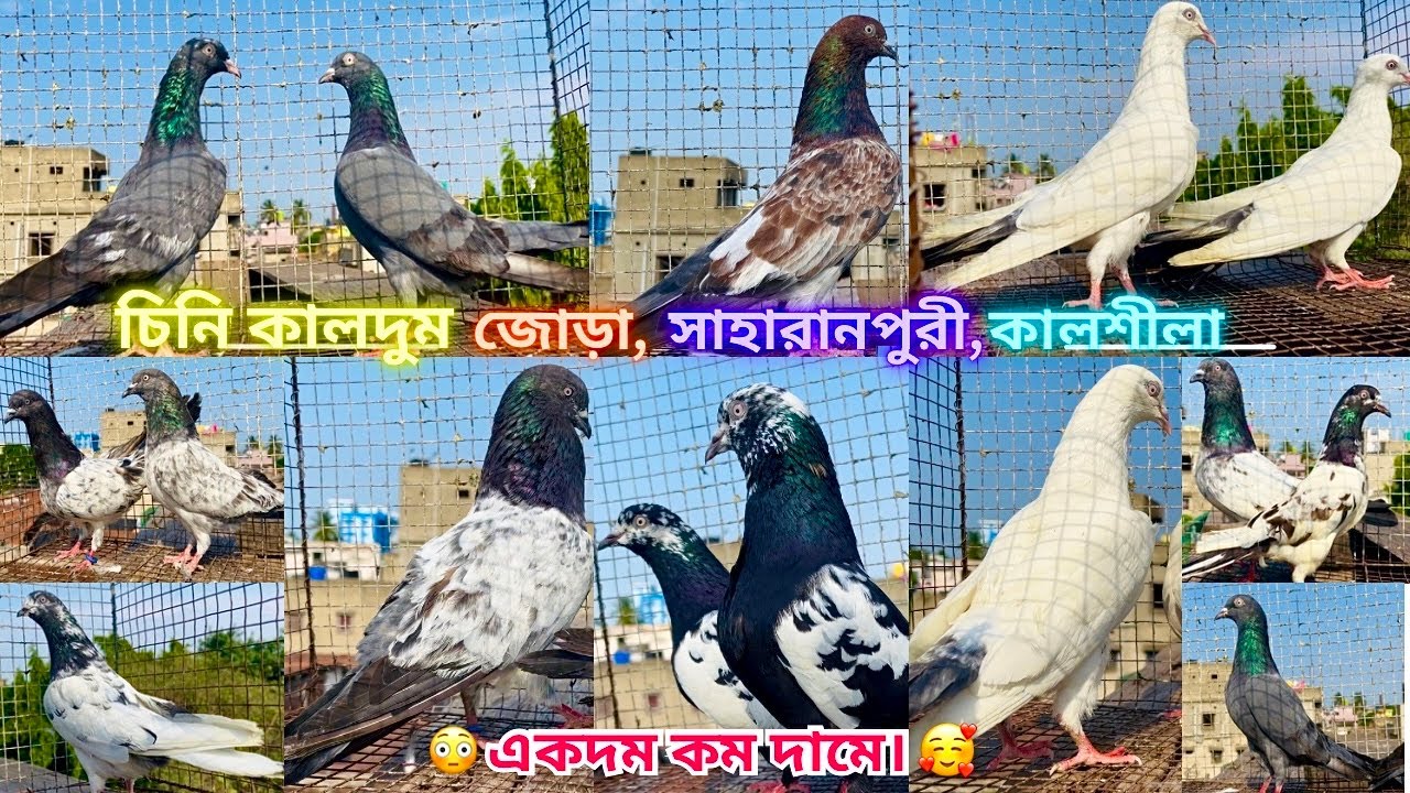 চিনি কালদুম জোড়া, সাহারানপুরী, কালশীলা একদম কম দামে।😍