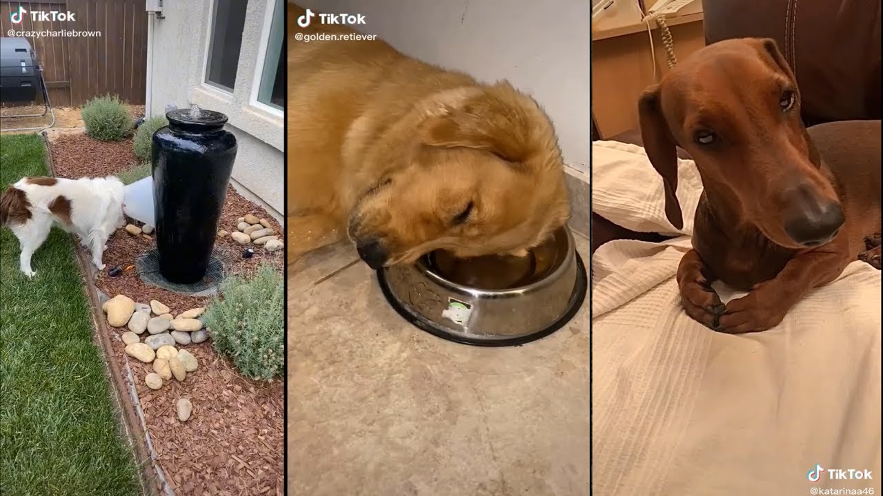 I think my dog is broken