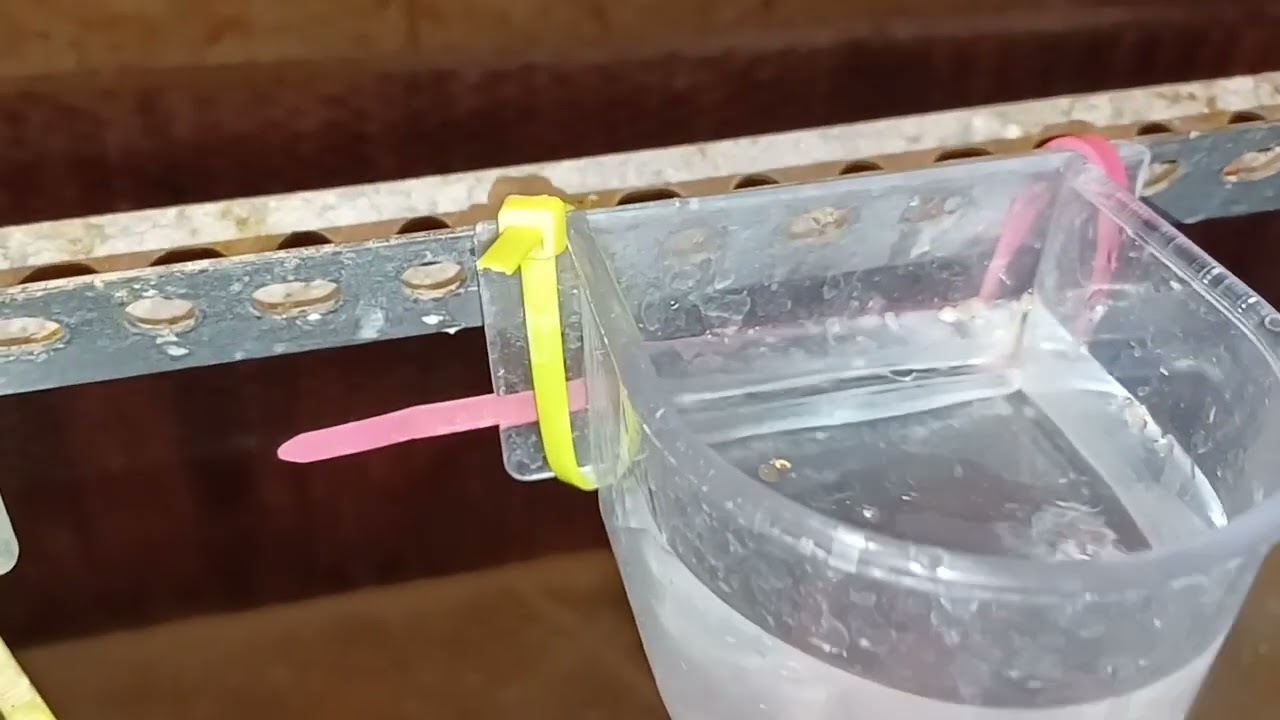 Porque darles agua con vinagre de manzana?#periquitos #budgies #youtube #chicago #