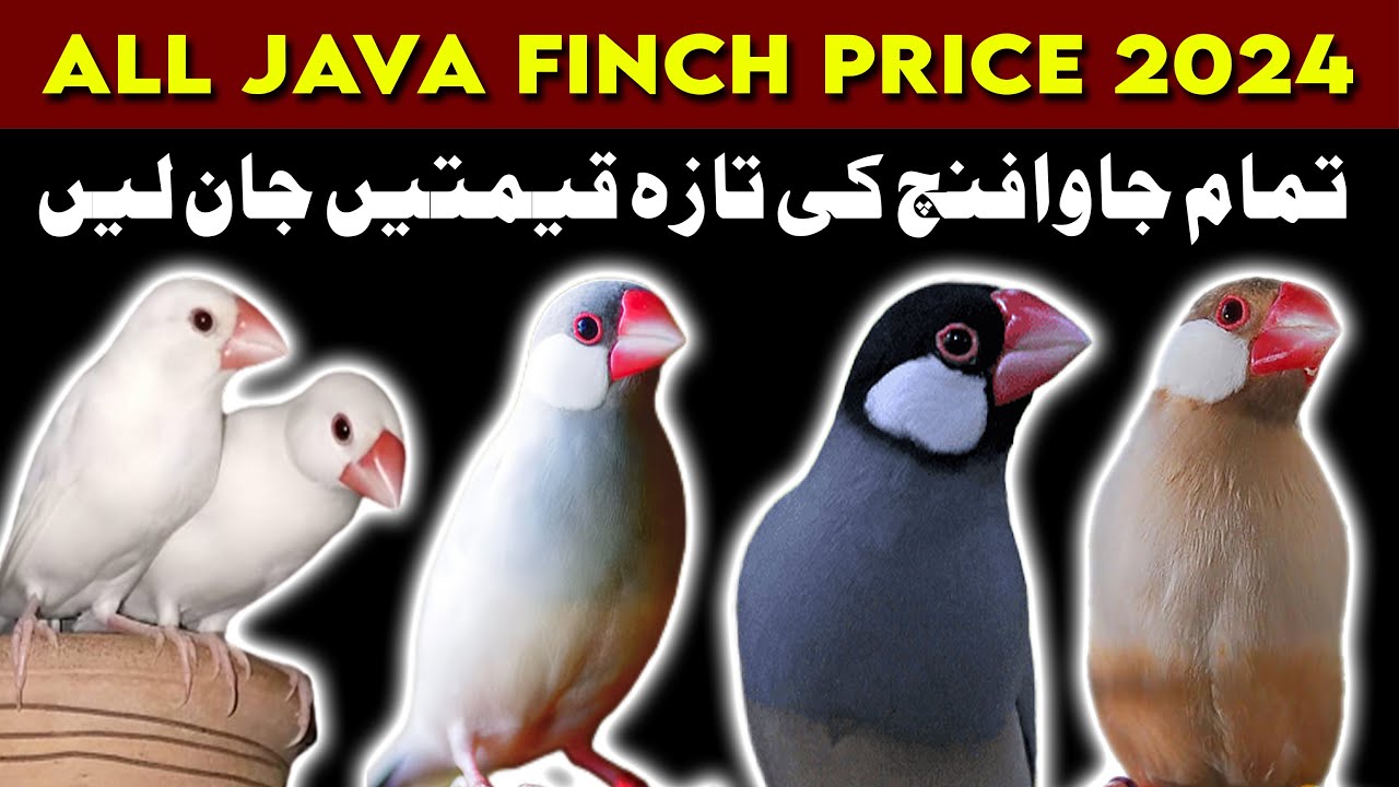 All java price | java sparrow market price update | java finch price white silver albino opal fawn