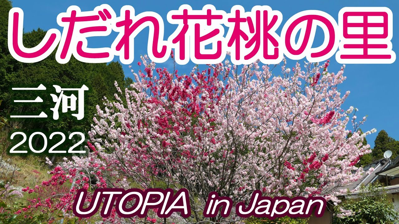 三河・しだれ花桃の里 2022