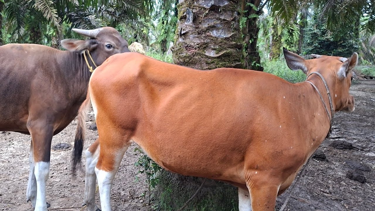 SAPI PULANG KEKANDANG 