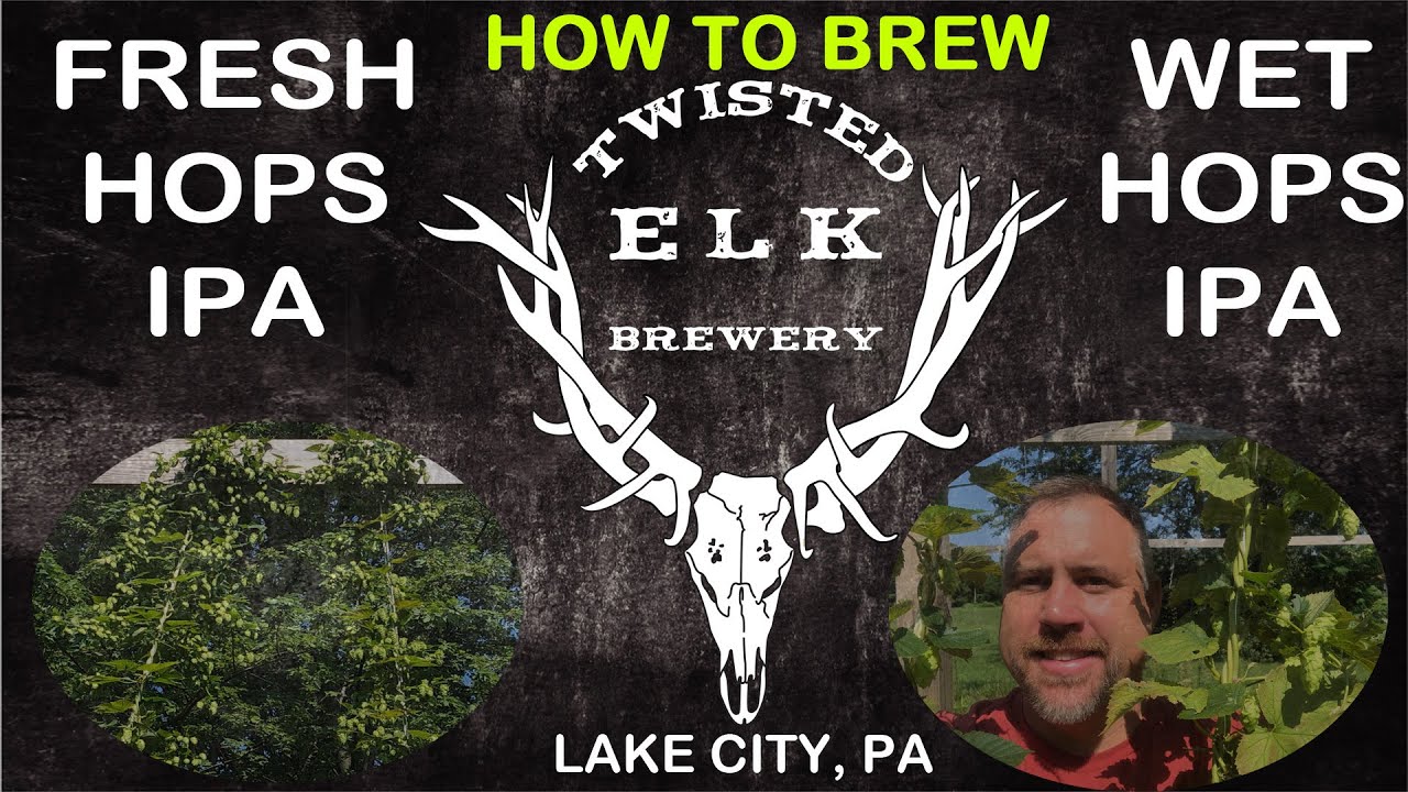 How to Brew a Fresh Hop IPA | Wet Hops Brewing Process from Twisted Elk Brewery