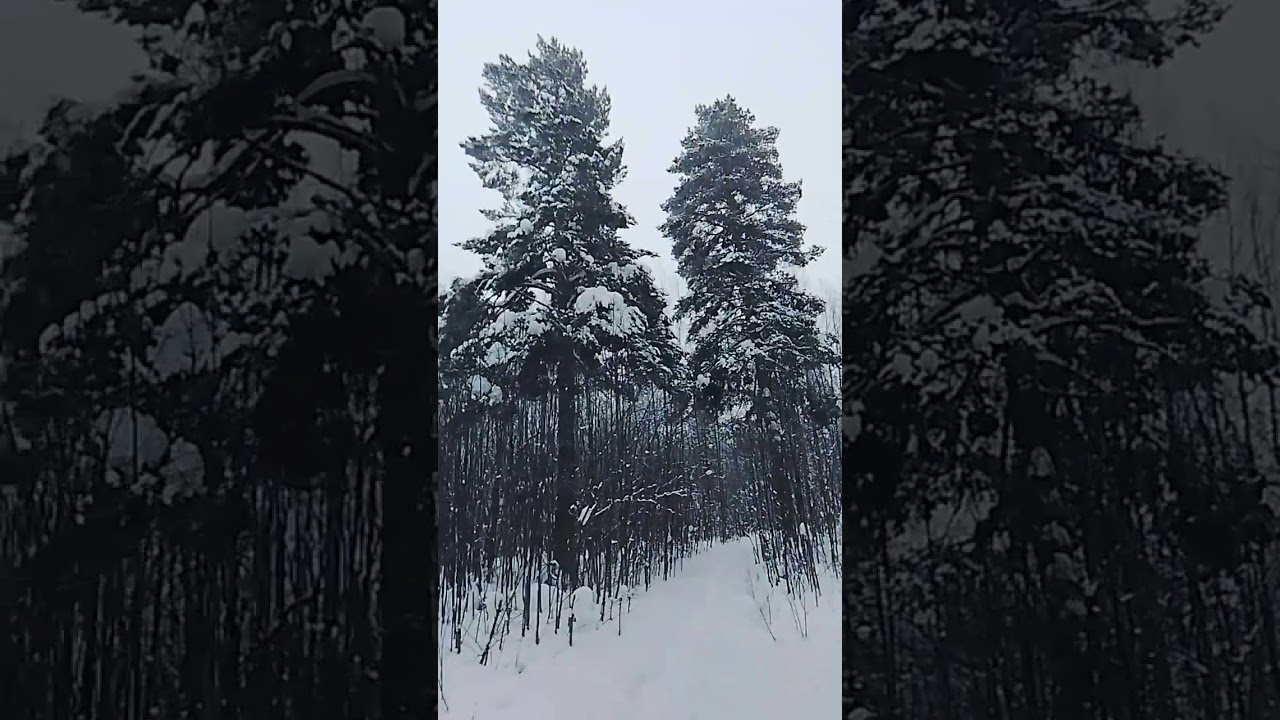 Прогулка по поселковскому лесу в тридцатиградусный мороз