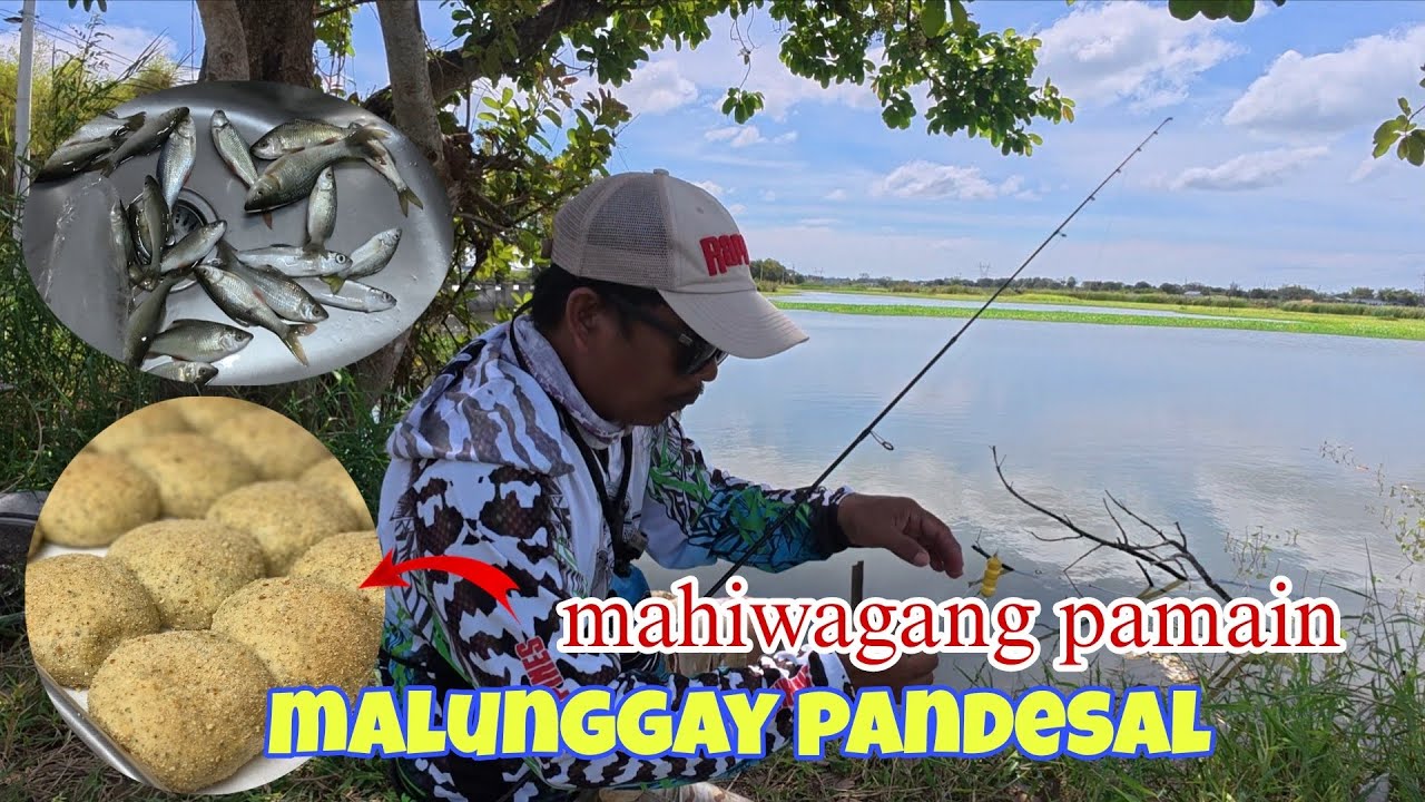 Namingwit kami sa Bukid Dala naming Pamain Nagustuhan ng mga Isda Malunggay Pandesal