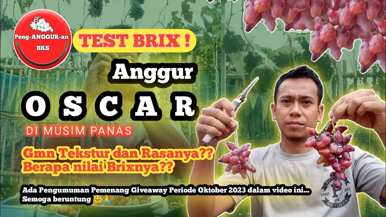 ❗Petik dan Review Anggur Varian OSCAR  || Asli Enak Bangat. Kriuknya Juara🤩