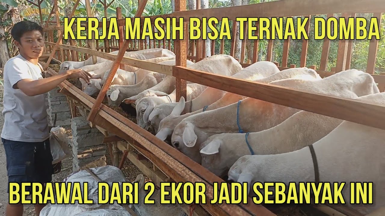 BERAWAL DARI 2 EKOR DOMBA JADI SEBANYAK INI | MESKIPUN KERJA BISA TERNAK DOMBA