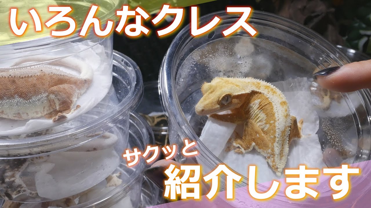 【生体紹介】いろんなクレス紹介します（その1）