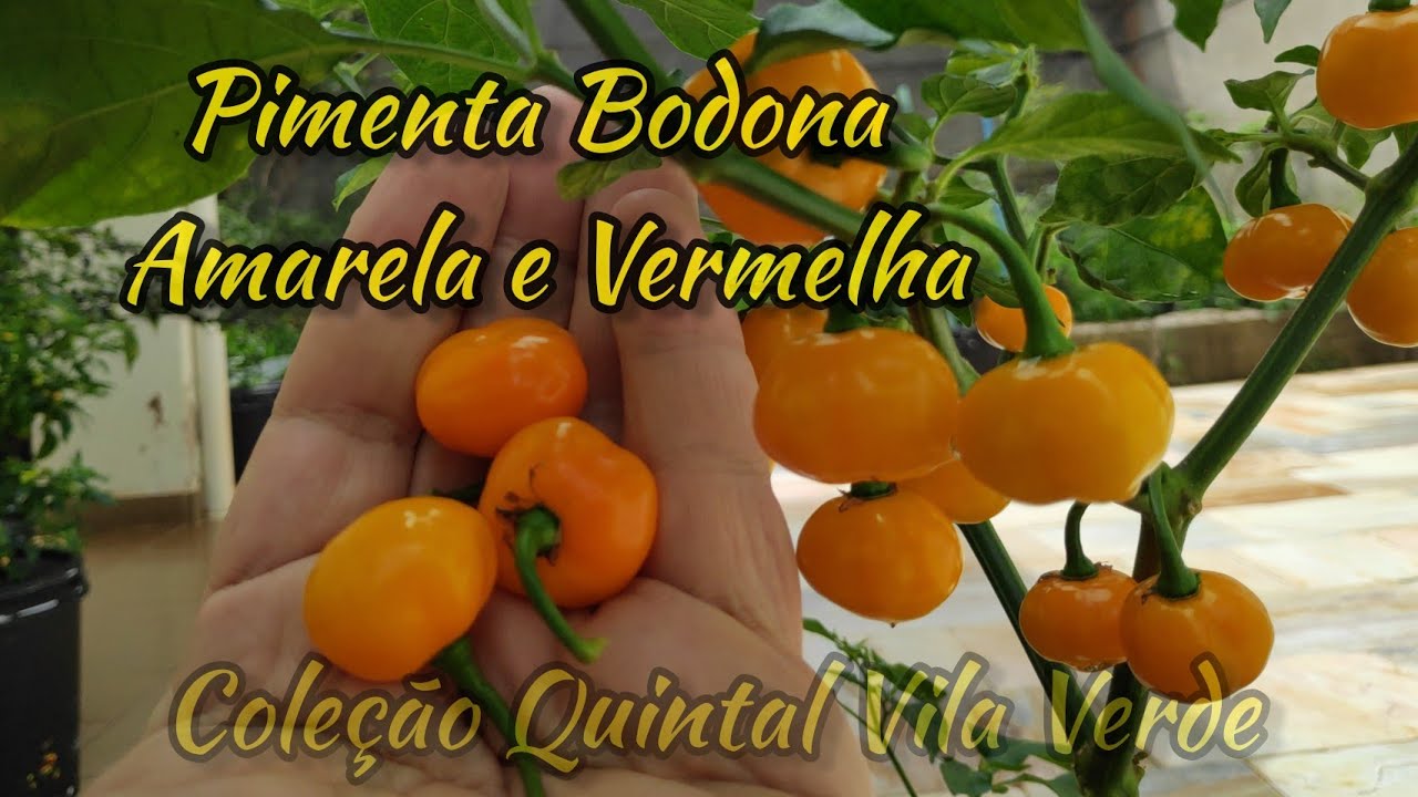 Pimenta 65 - Bodona Amarela ou Pitanga Amarela. Regional, Coleção de Pimentas do Quintal Vila Verde