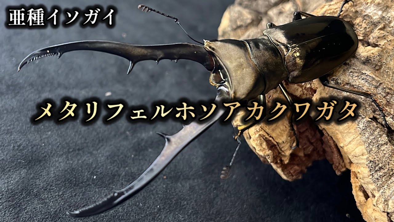 【黄金のメタリフェル】イソガイのブリード開始【クワガタ飼育】