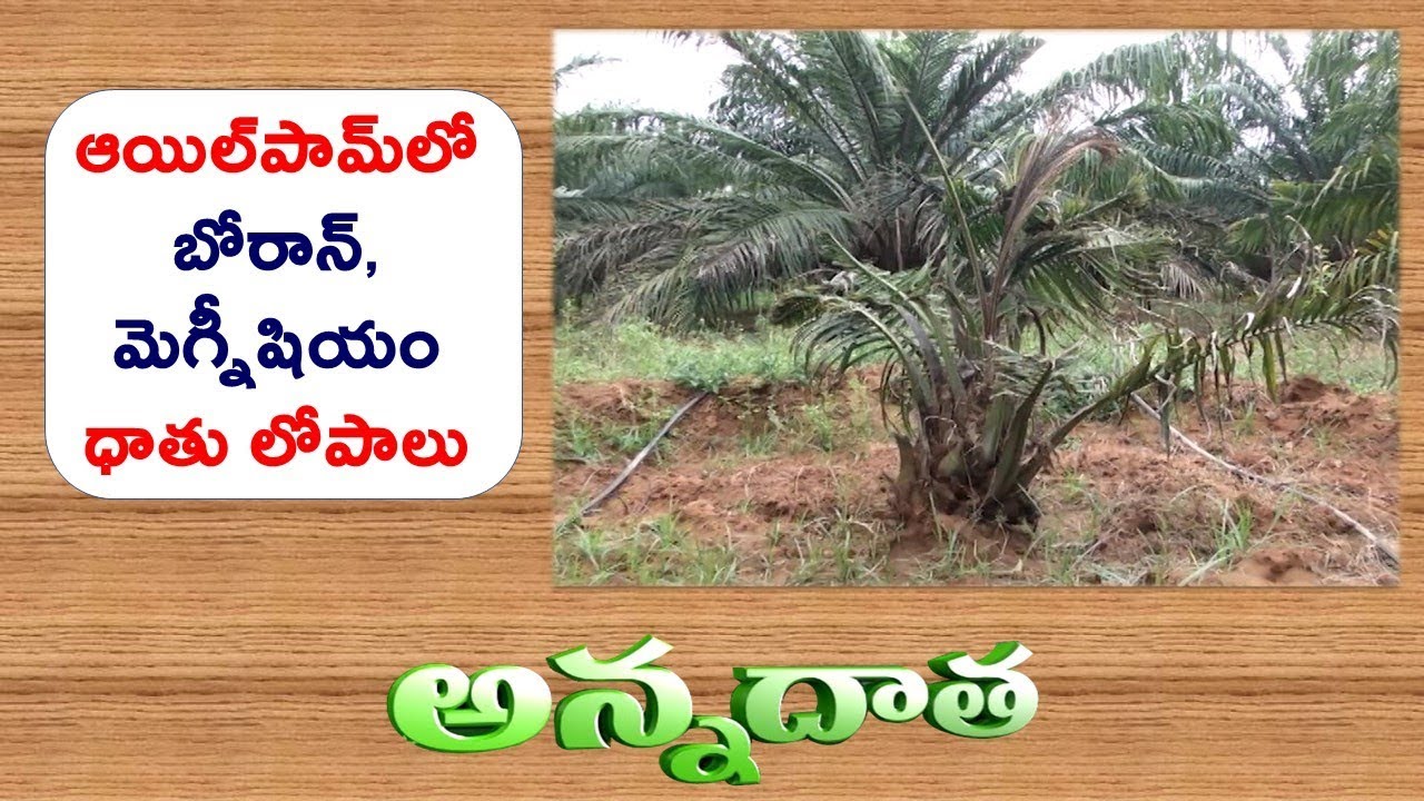 Boran & Magnesium Deficiency in Oilpalm || ETV Annadata