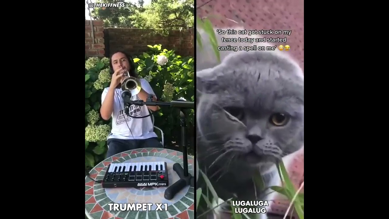 Reversed Music Videos #453A: The Kiffness x Alugalug Cat 3.0 (Spell Cat) (Reversed)
