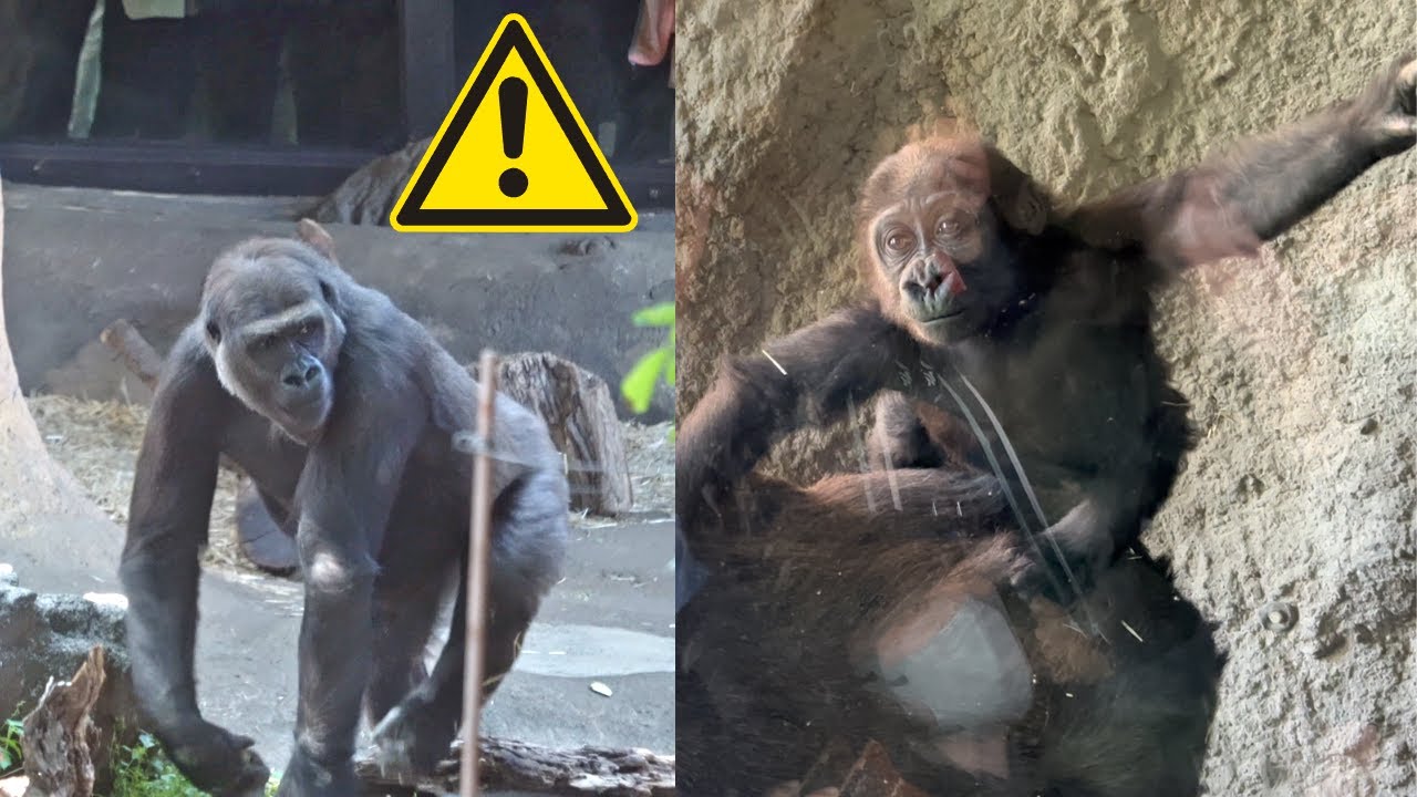 Momoka dropkicks baby gorilla Sumomo and Riki ⚠️🦍💦 | Gorilla Haoko Troop