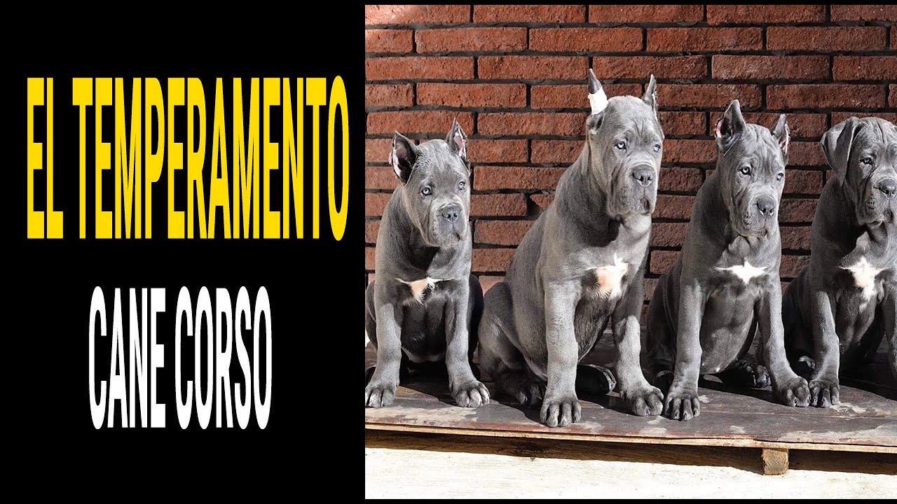 EL TEMPERAMENTO DEL CANE CORSO