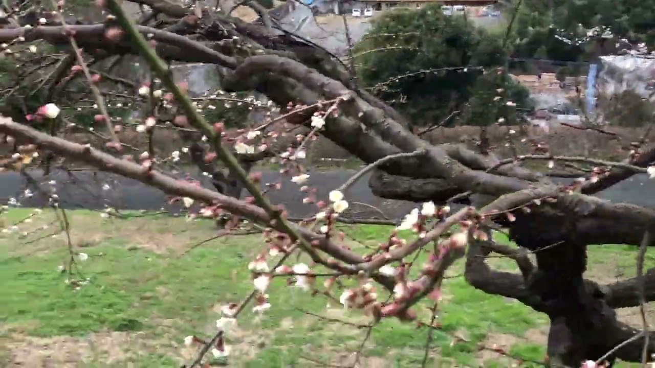 ワイエムエス　フレンドリー　花畑園芸公園の梅開花（福岡市）　2026/01/12