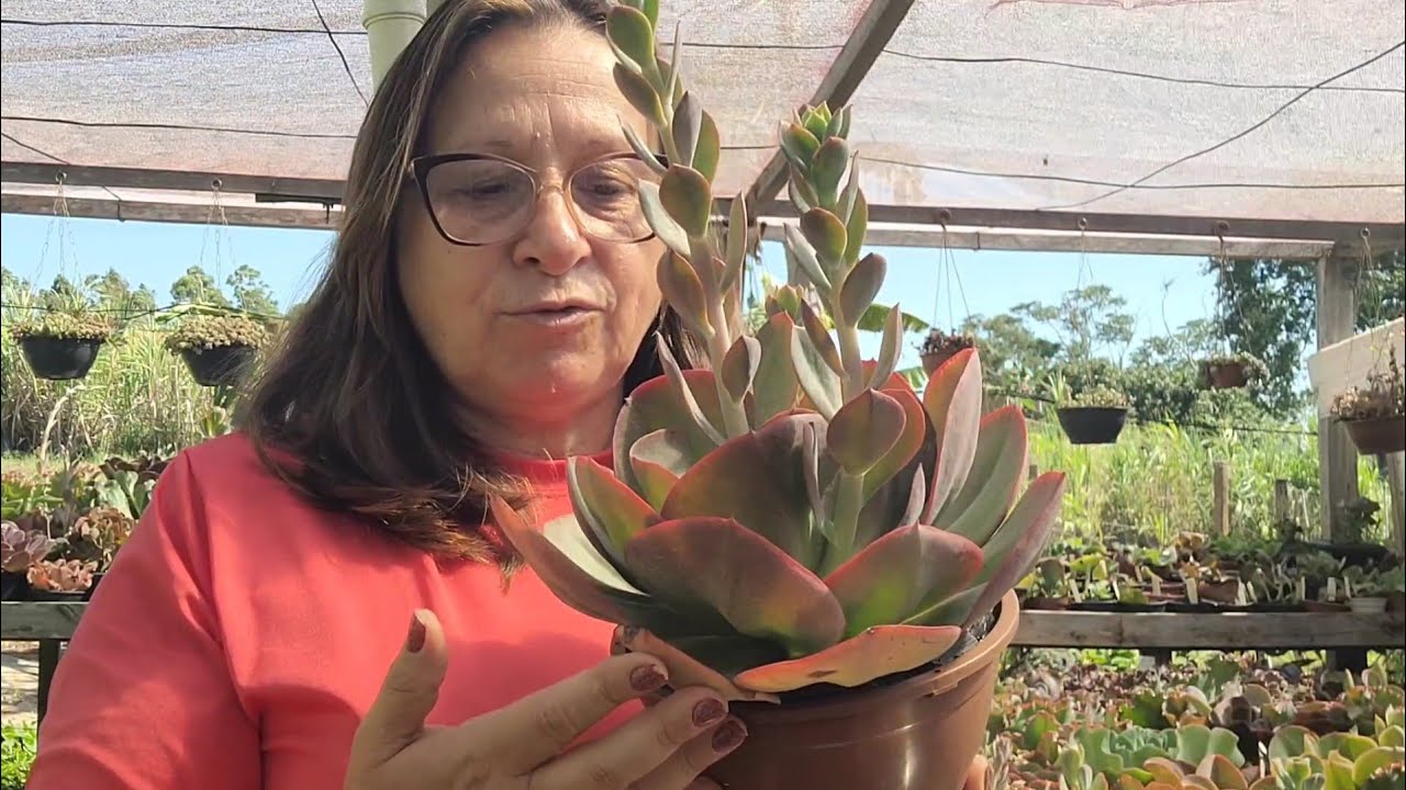 Temporada HASTES FLORAL mostro nos detalhes com ter Sucesso com elas