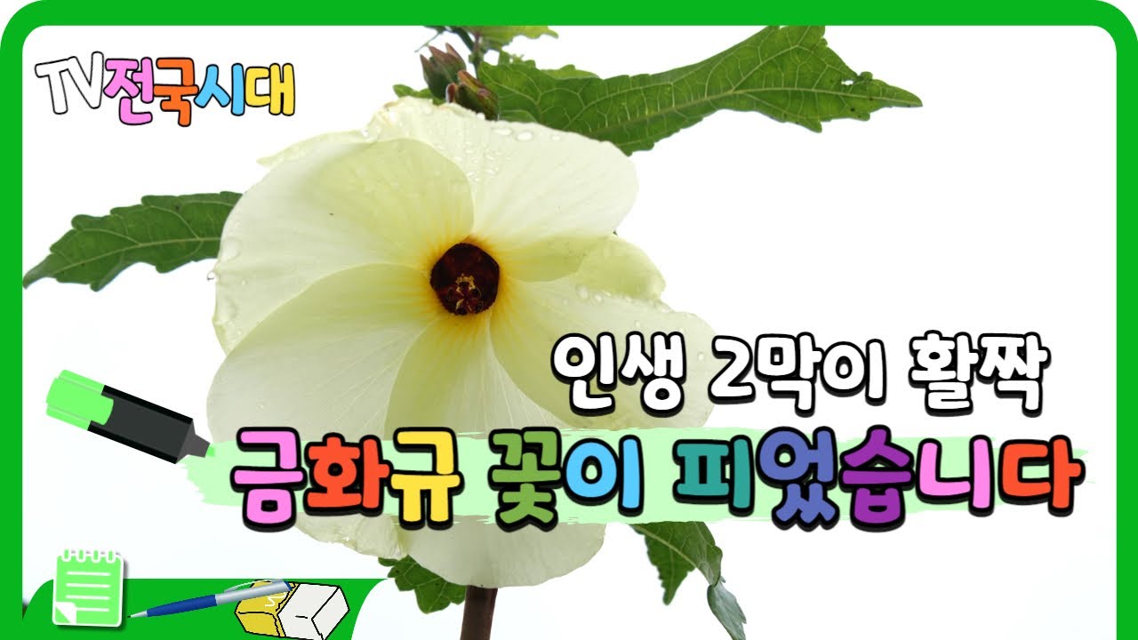 [TV전국시대] 식물 콜라겐 듬뿍! 다양하게 맛볼 수 있는 금화규