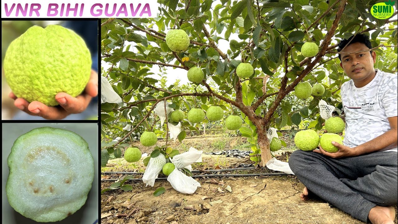 Vnr Bihi Guava farming / वीएनआर बिही अमरूद की खेती /Thai guava /Guava Plant Nursery/  amrud ki khati