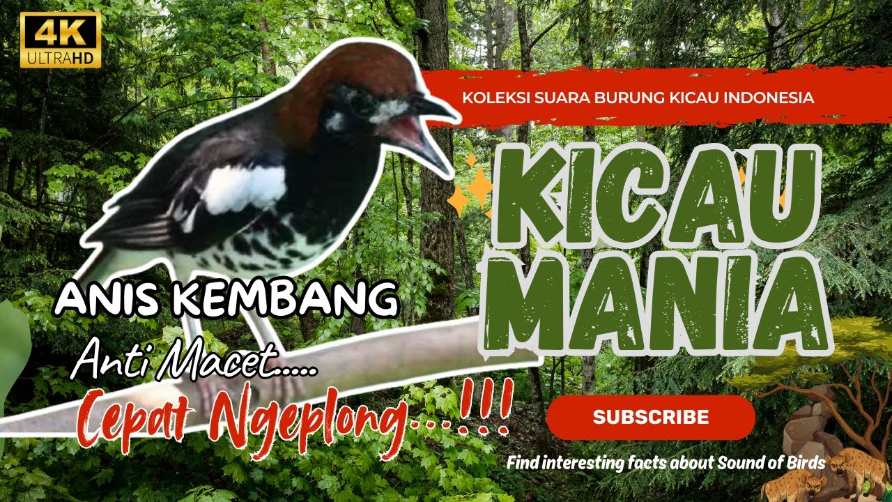 Pancingan Anis Kembang Paling Ampuh! Sekali Dengar Langsung Nyaut Ngeplong & Gacor