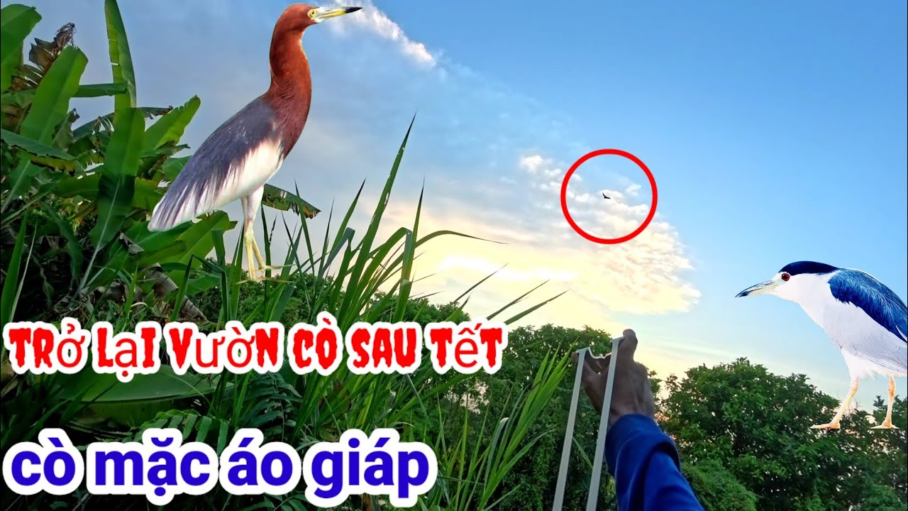 NVN vlog - nhật ký săn đêm cò mặc áo giáp 