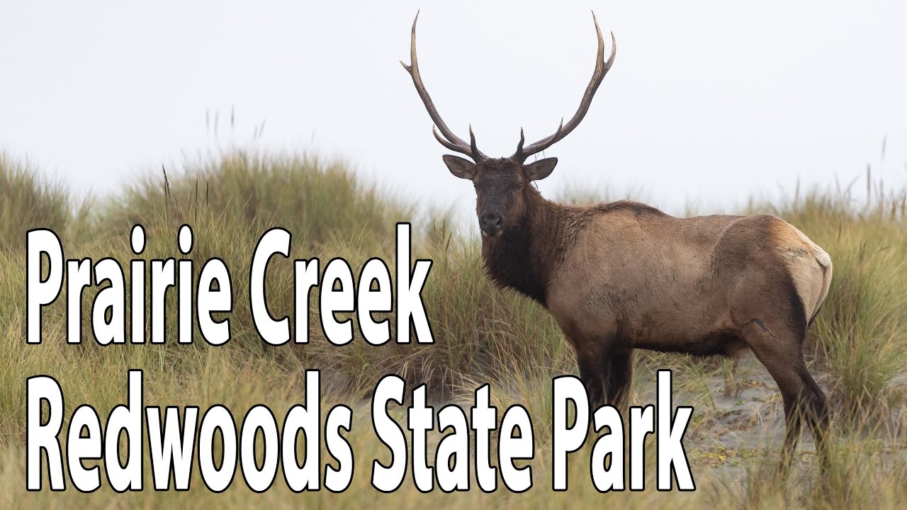 Prairie Creek Redwoods State Park