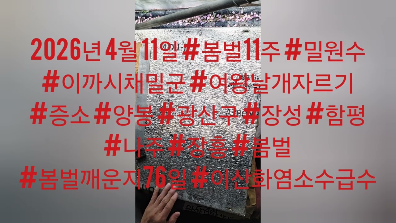 2026년 4월 11일 #봄벌11주 #밀원수 #이까시채밀군 #여왕날개자르기 #증소 #양봉 #광산구 #장성 #함평 #나주 #장흥 #봄벌  #봄벌깨운지76일​ #이산화염소수급수​
