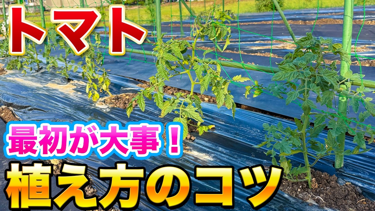 【トマト栽培】最初の植え方でその後の生育が変わります！鈴なりに実らせる植え付け方法！（植え付けタイミング、苗の種類、肥料の種類、植え付け方）