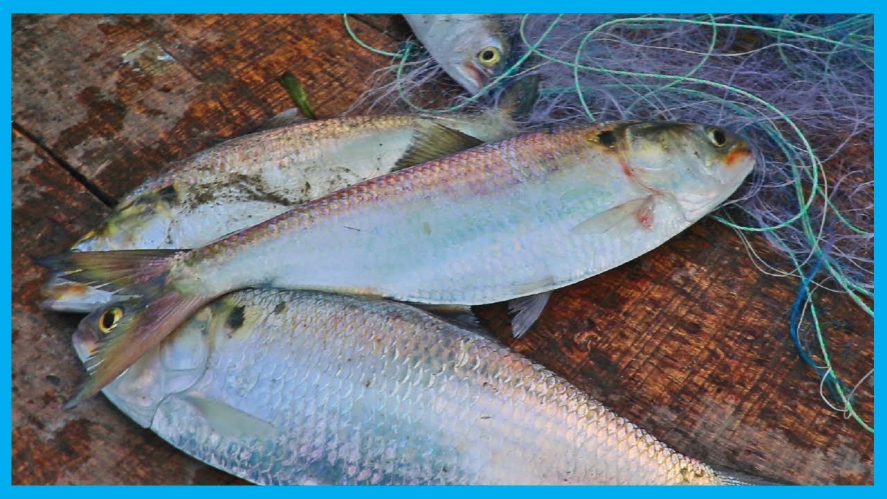 Amazing Fast Hilsa Fishing Skill (PART 124) - Catching Hilsa Fish Big in the River