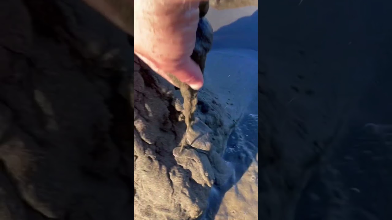 Mud Worm