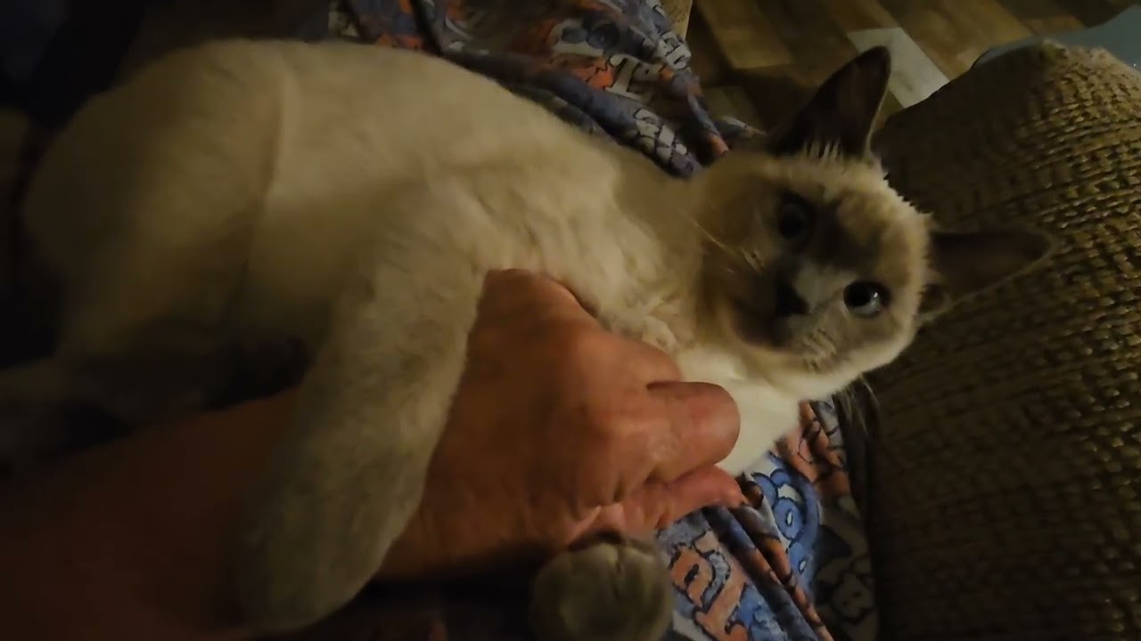 Feral Kitten Turned Love Bug!