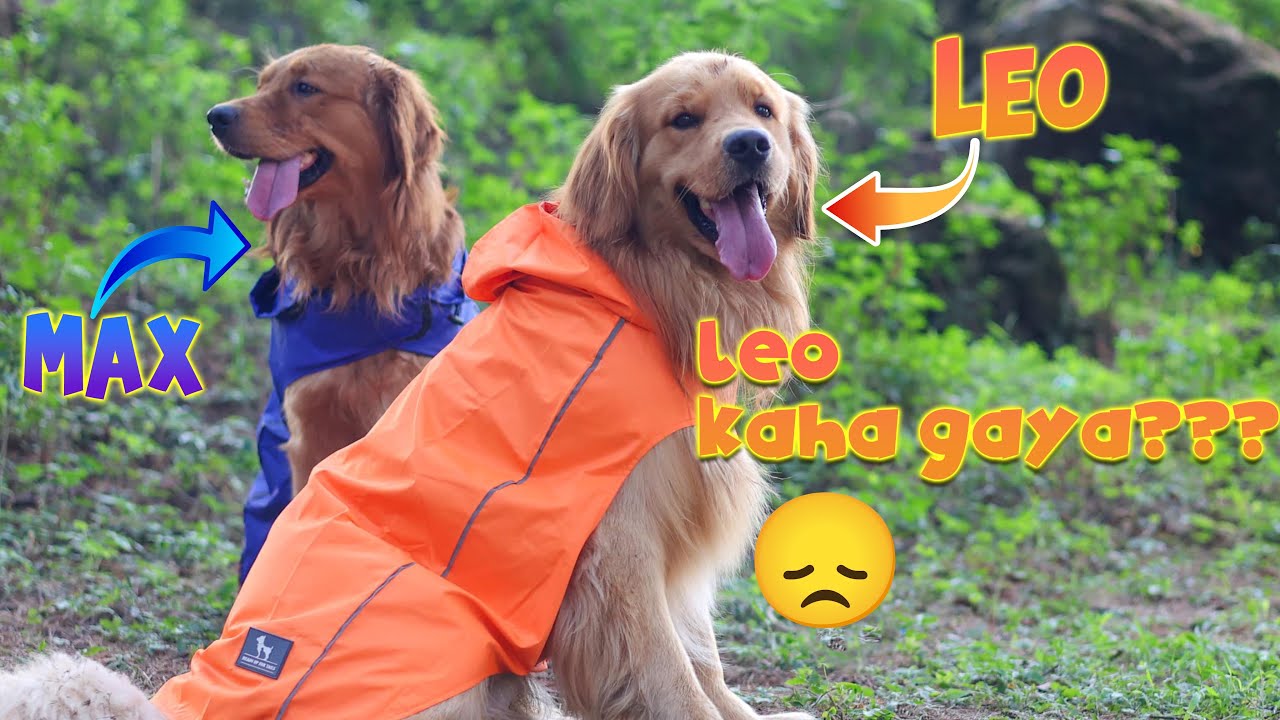 Leo kaha chala gaya..??? 😞😞😞!@THEHIMALAYANHUSKY