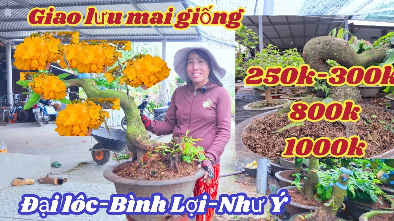 12/03/2026💥Mai vàng mai giống Siêu bông bình lợi, nhụy ngọc toàn, giảo như ý -Đại lộc  thủ đức 