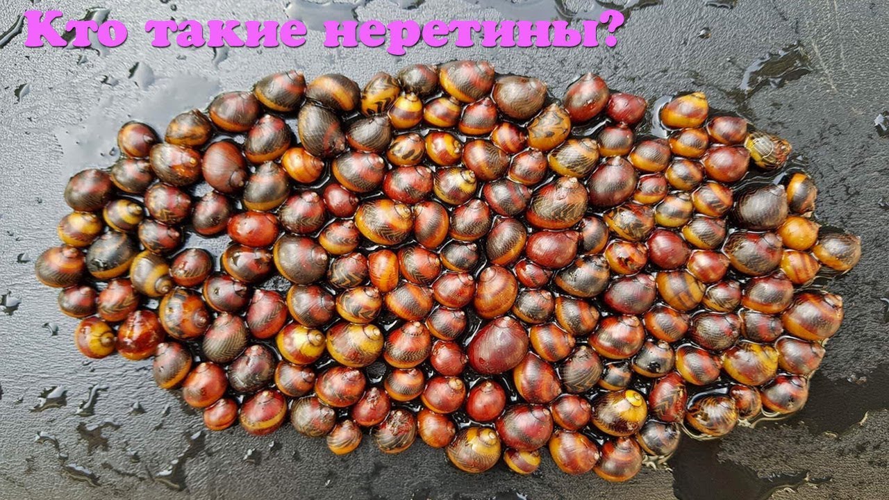 Кто такие неретины?