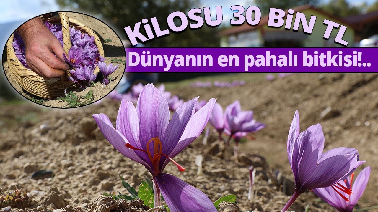 Dünyanın En Pahalı Bitkisi Olan Safran Hasat Başladı
