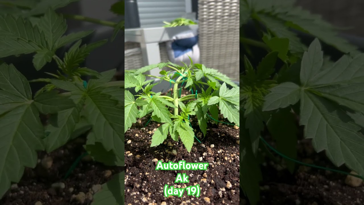 Autoflower Ak Outdoor LST (day 19) #cannabisdaily #outdoors #sungrow #autoflower #sun