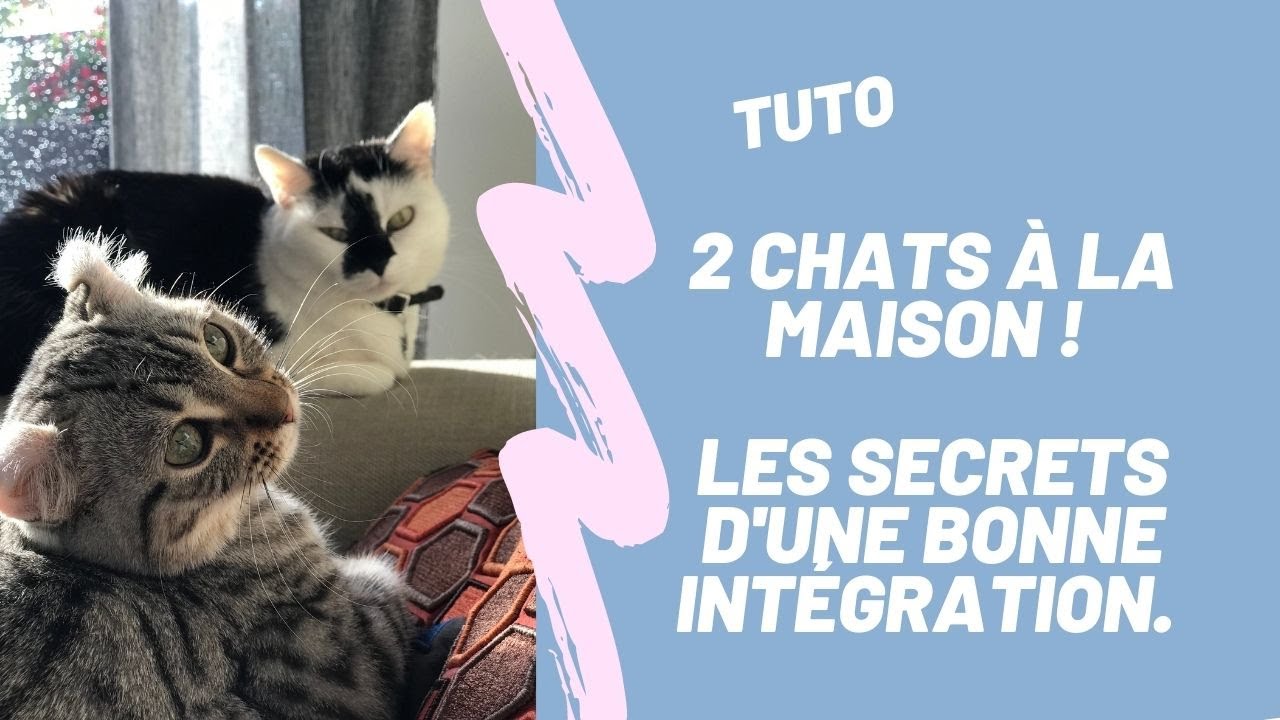 Comment gérer l'arrivée d'un nouveau CHAT à la maison.