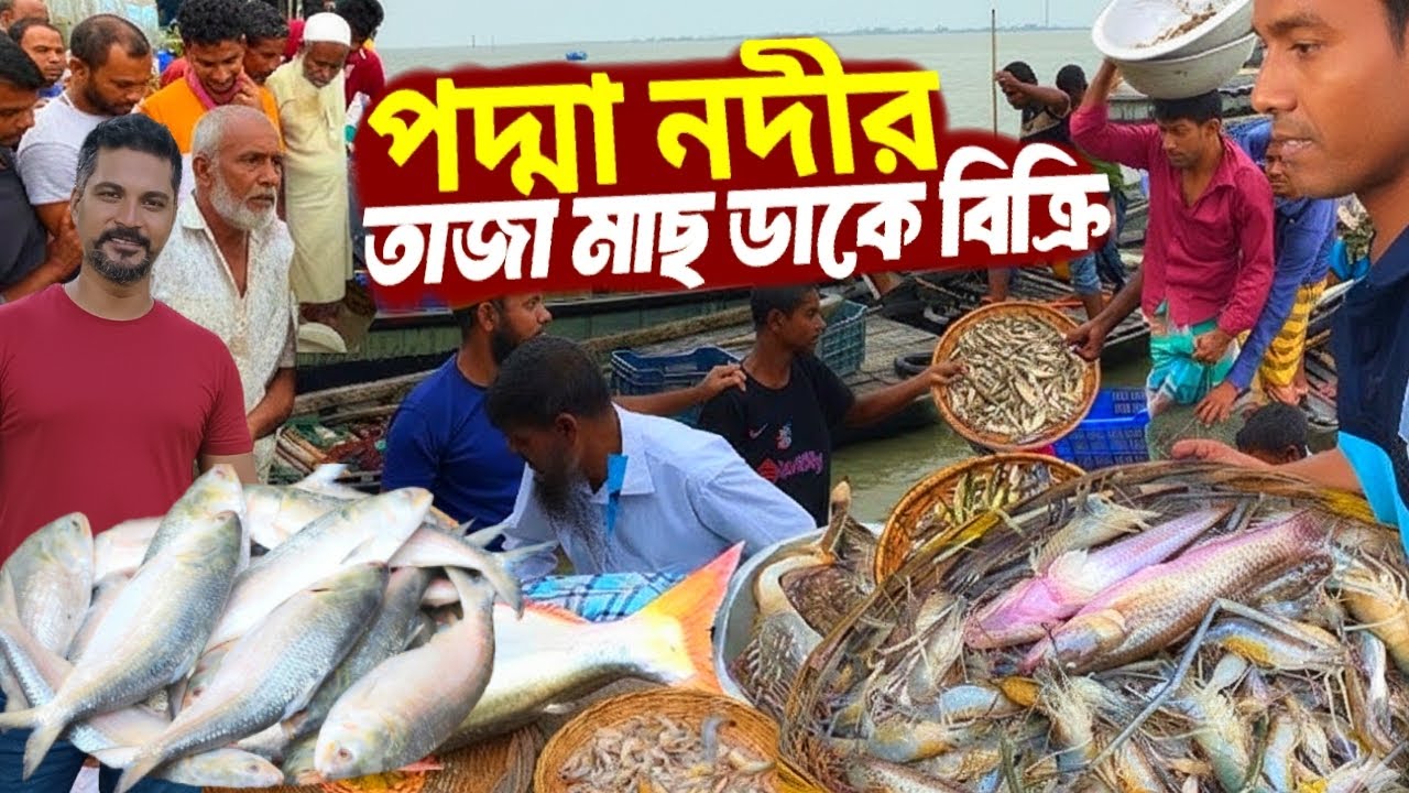 পদ্মা নদীর তাজা ইলিশ ও দেশি মাছ ডাকে বিক্রি | Bangladeshi Fish Market