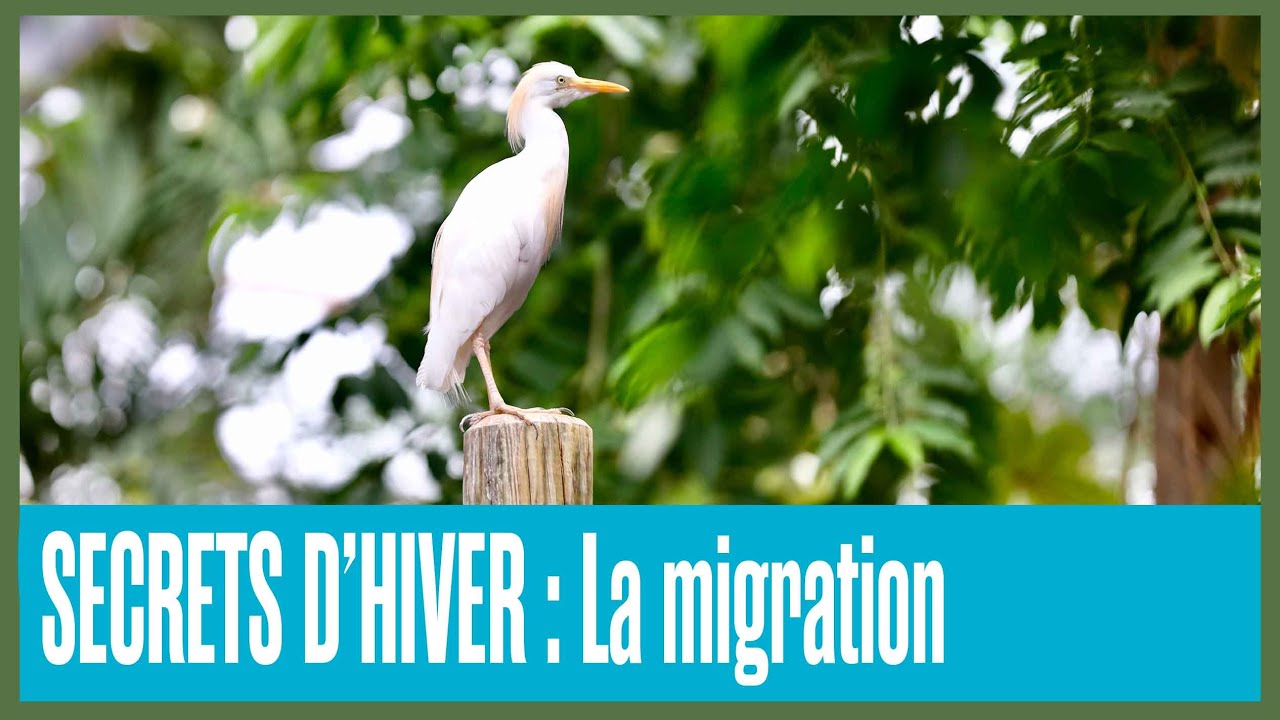 SECRETS D'HIVER : La migration des animaux