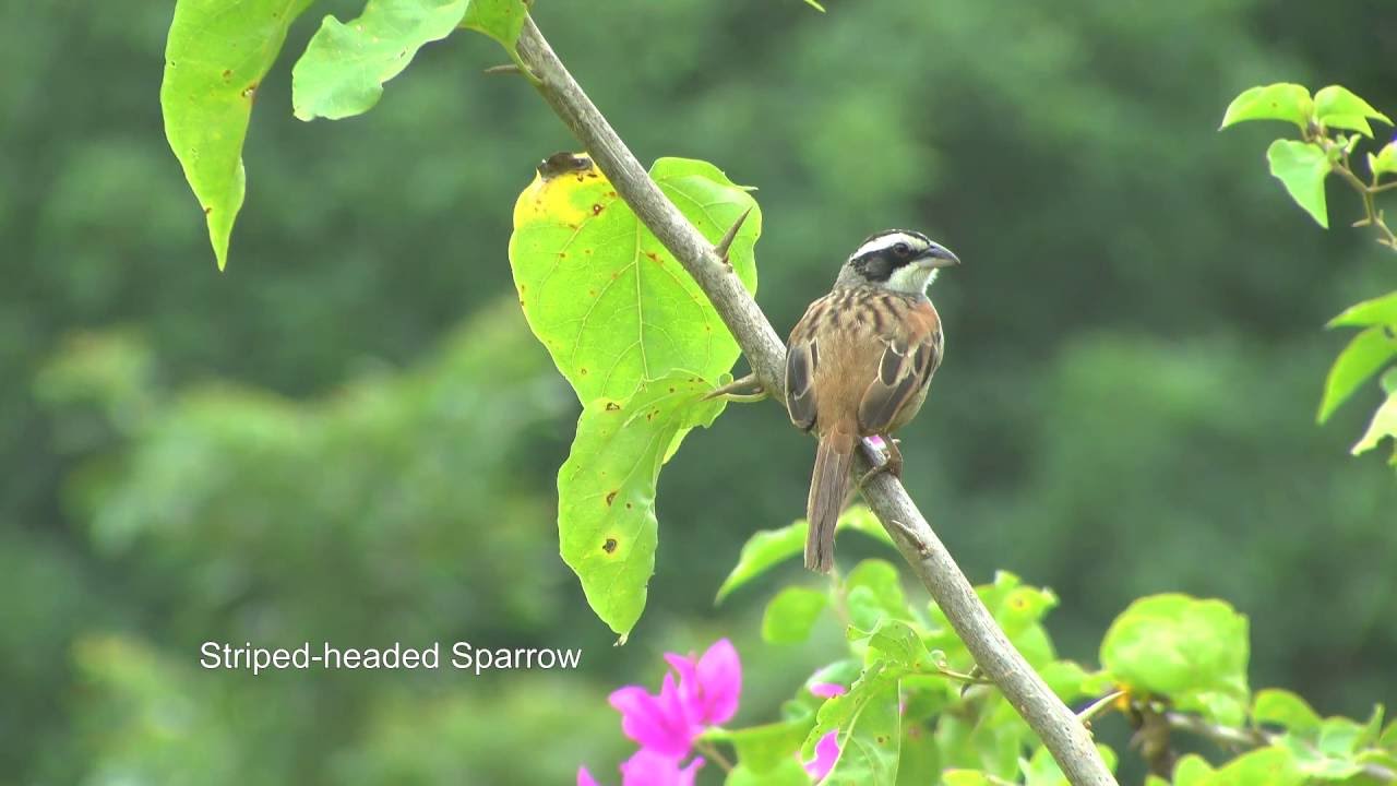 Costa Rica 2015, part four: birding at the Tarcoles river