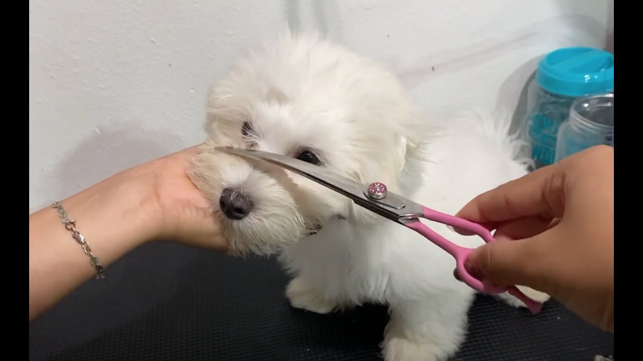 Maltese Puppy | How to get your puppy to stay still!