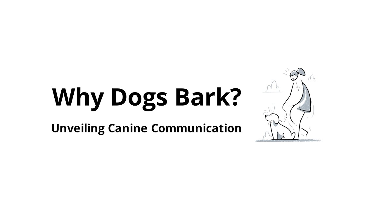 Why do dogs bark?