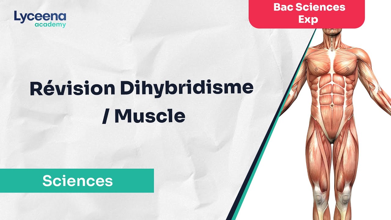 Bac Sciences expérimentales | Sciences | Révision Dihybridisme / Muscle
